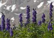 Homöopathie Aconitum Homöopathie Eisenhut