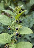 Homopathie Belladonna